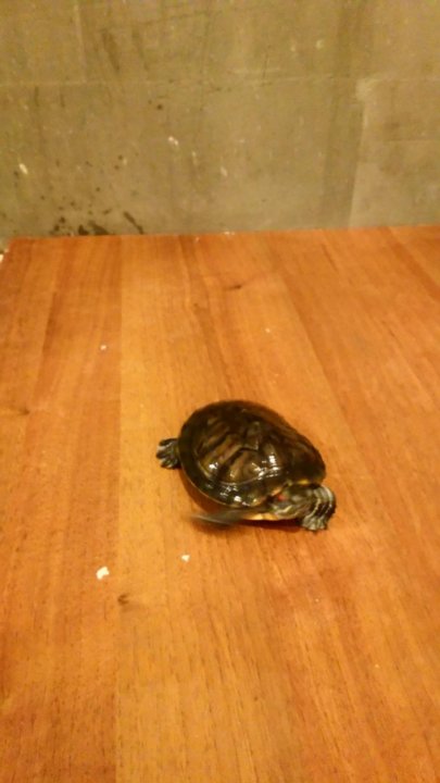Купить черепаху в новосибирске. Черепаха ручная под пиво авито.