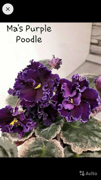 Ma s purple poodle фиалка фото