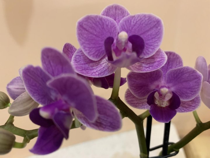 Орхидея violet queen фото