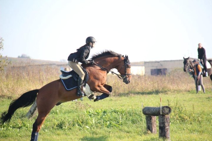 Конный спорт предложение. Берейтор верховая езда.
