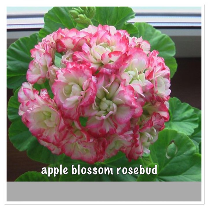 Пеларгония apple blossom. Пеларгония Appleblossom. Розебудная пеларгония Appleblossom. Пеларгония Эппл блоссом. Пеларгония Эппл блоссом розебуд.