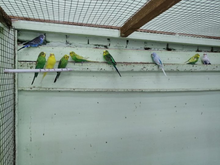 попугай за 100 тысяч рублей. ожереловый попугай авито. заводчики попугаев в иркутске. объявления о продаже птиц попугаев на авито. попугай корелла авито.