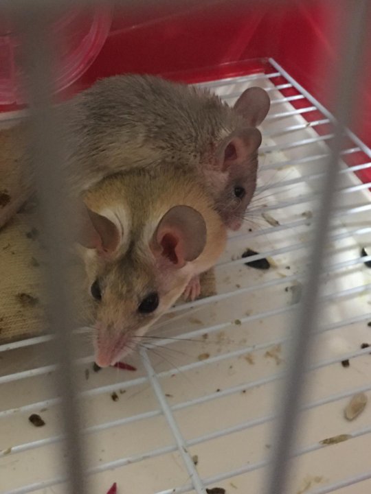 мышка живая. мальчиков мыши. крысята дамбо. сатиновая мышь. детский костюм мышки.