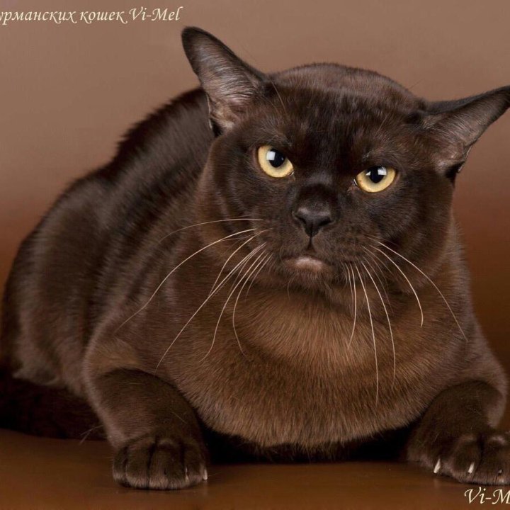 Породы коричневых котов. Порода Бурма. Порода кошек Бурма. Порода европейская Бурма. Американская Бурма кошка.