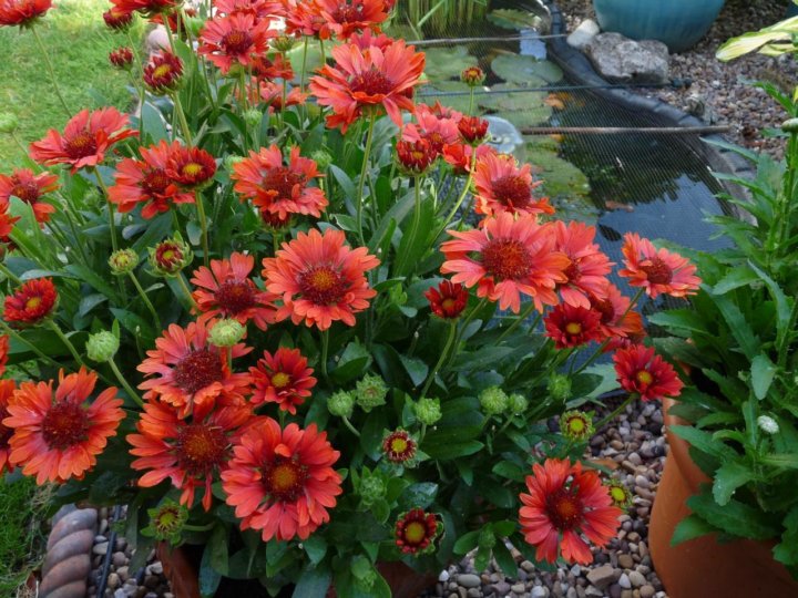 Gaillardia (Blanket Flower) Perennial Flower seeds, Flowers perennials, Plants