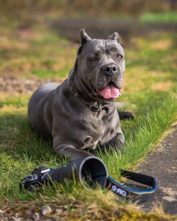 Кане Корсо - Доска бесплатных объявлений Mur.tv