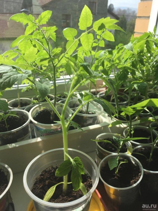 Сорт мальва помидоры. Томат помидорка масса. Томаты свитанок. Салоны помидор. Авито курган помидоры.