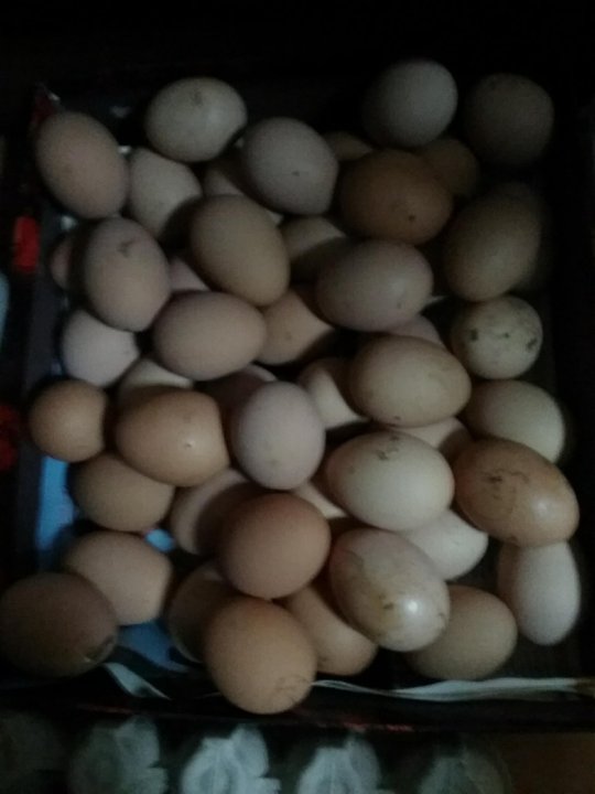 Купить яйца джерсийских гигантов. Джерсийский гигант яйцо. Яйцо великана. Продаю Джерсейские гиганты яйца на. Продаю джерситские гигантты яйца на.