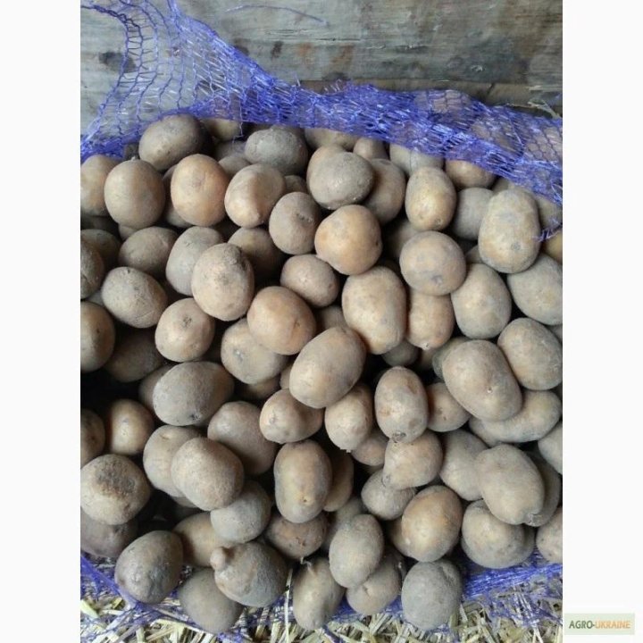 Семенной картофель в новгороде. Семенной картофель. сорт гала. семена картофеля гала. картошка сорт гала. картофель гала в сетках семенной.
