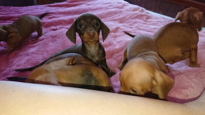 Щенки таксы недорого в москве. Щенки таксы. Щенок таксы стандарт. Такса щенок мини. Щеночки таксы.