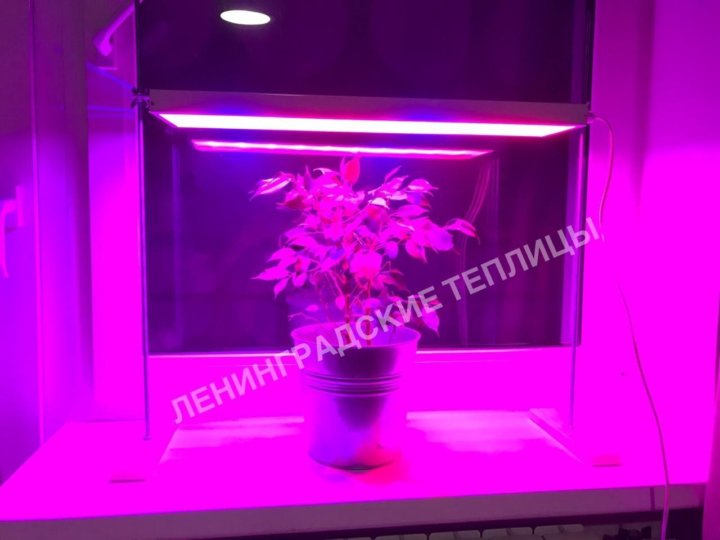 Фитолампа эра фито 14 вт. Фитолампа led grow light. Фитолампа для растений fito-10w-t5-rb-slim. Фитолампа для растений светодиодная полный спектр. Фитолампа для растений 10вт эра fito-10w-rb-e27.