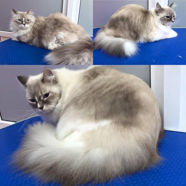 Экспресс линька для кошек
