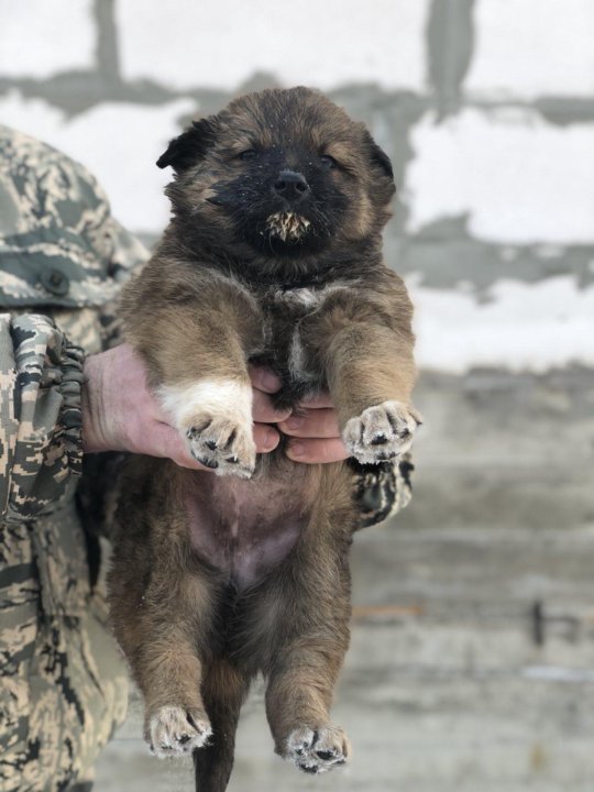 Абакан животное. Тибетский мастиф щенок 1 месяц. Щенок мастифа 1 месяц. Щенки Тибета до месяца. Помесные дворняги.