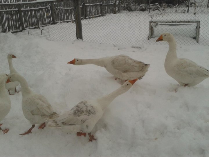 Гуси зимой. Башкирская мускусная утка. Гусятник утятник. Зимний домик для гусей. Содержание гусей зимой.