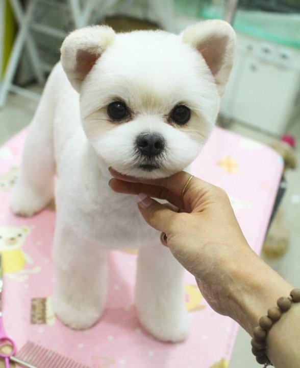 Маленькие Комнатные Собачки Породы Фото - Perefotkal.ru