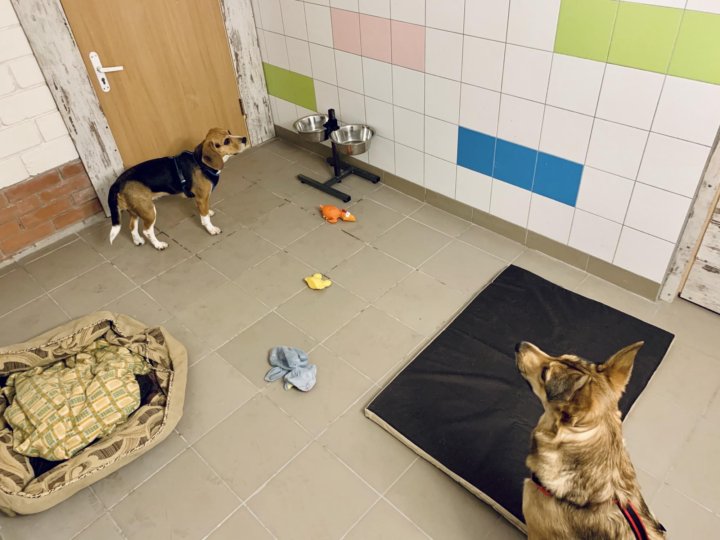 Гостиница для собак