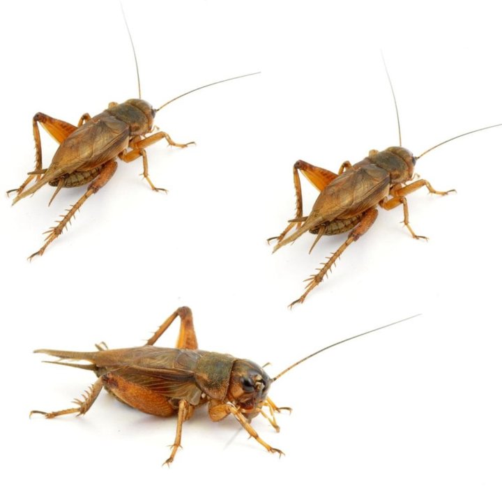сверчки кормовые. сверчки кормовые. сверчки домовой банановый двупятнистый. кормовые насекомые. сверчки кормовые.