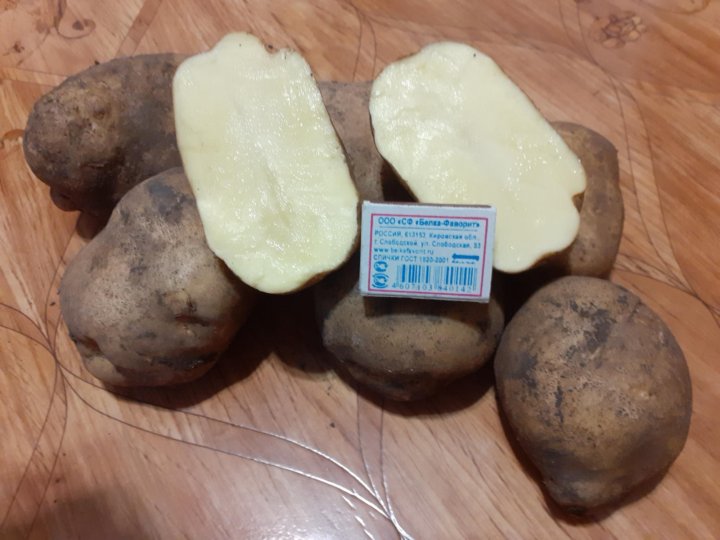 Богатырь картофель фото