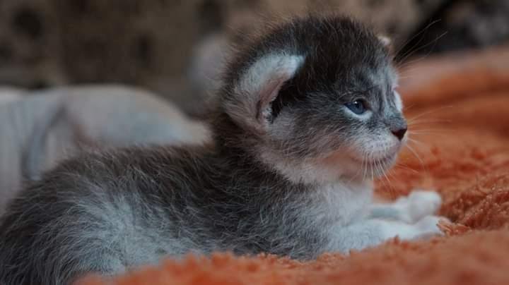 Трансильванская кошка