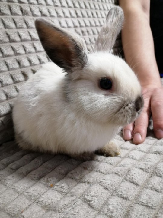 Купить кроликов в орле. Декоративный кролик. Белый декоративный кролик. Декоративные крольчата. Декоративный кролик большой.