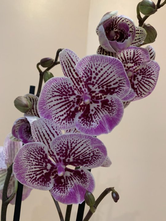 Орхидея фаленопсис биг лип. 