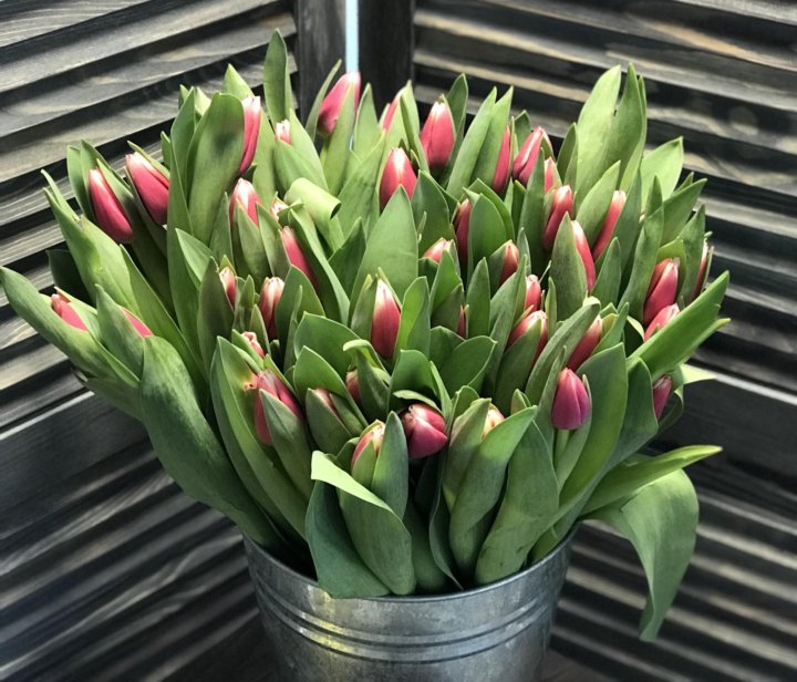Купить тюльпаны оптом владивосток