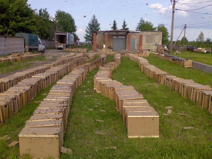 Пчелопакеты 2024 года. Пчелопакеты 2024. Пчелопакеты 2024. Пчелопакеты карника. Пчелопакеты карпатка.