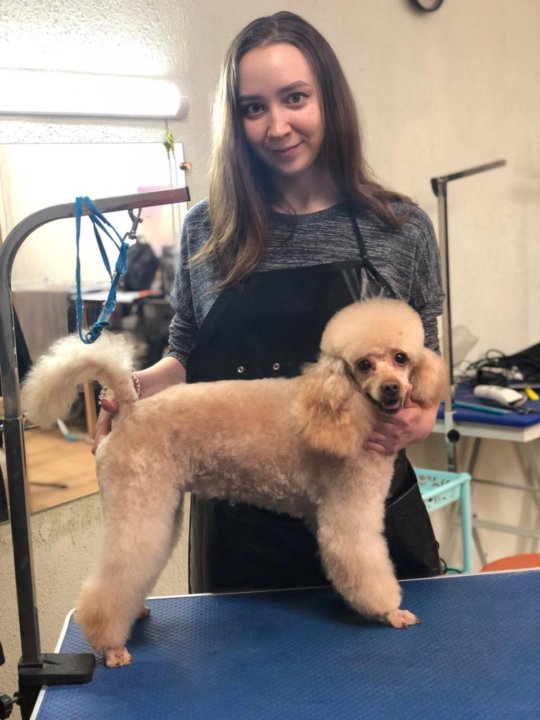 Померанский шпиц груминг. Креативная стрижка шпица. Грумер чебоксары. Груминг чебоксары. Грумер видное.