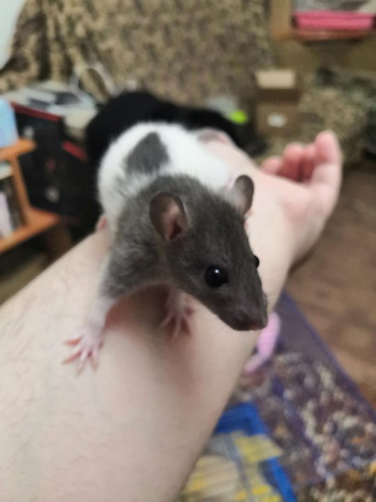 крыса в добрые руки. крыса в добрые руки. крыса нижневартовск. крыса в руке. милая крыса.
