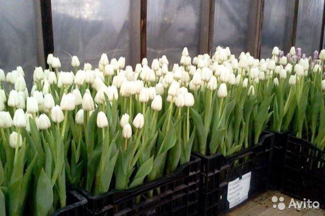 Тюльпаны новосибирск розница. Белые сорта тюльпанов для выгонки. Теплица тюльпан. Тюльпаны в теплице. Сорта тюльпанов для выгонки.