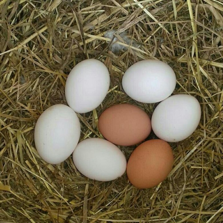 Агрофирма закупает куриные яйца 30 50 42. Яйца домашние фото куриные. Яйцо домашнее куриное купить.