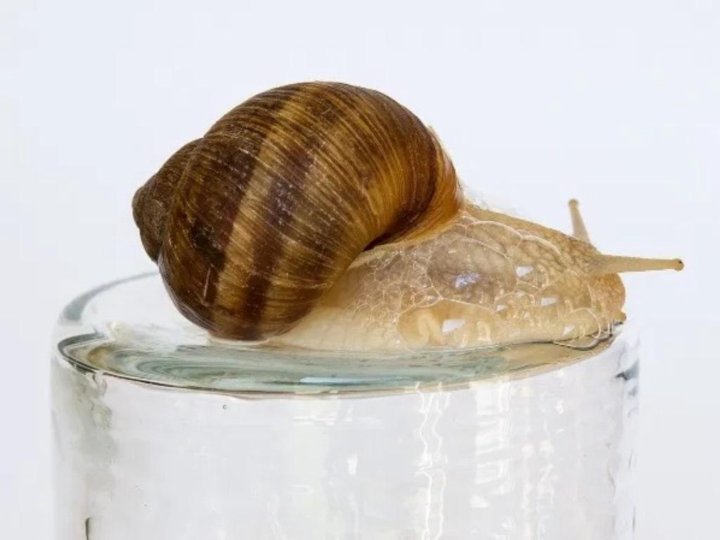 Snails маска для волос