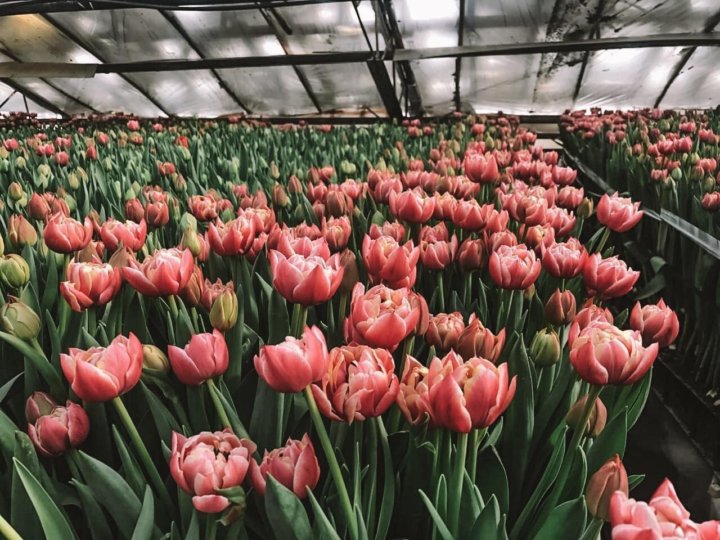 Принимаем предзаказы на тюльпаны к 8 марта. Предзаказ тюльпанов. Предзаказ тюльпанов. Тюльпан триумф strong gold. Тюльпаны предзаказ.