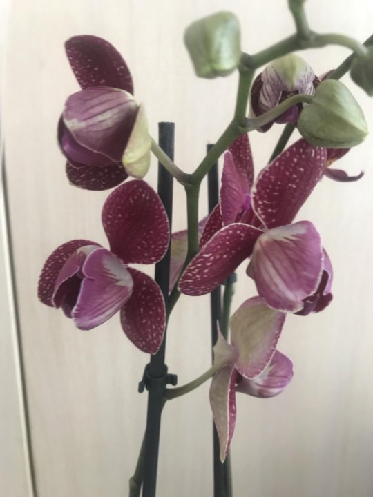 Орхидея кимоно пелорик