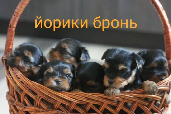 Basket of Edgewood Brats Yorkshire Terrier Puppies