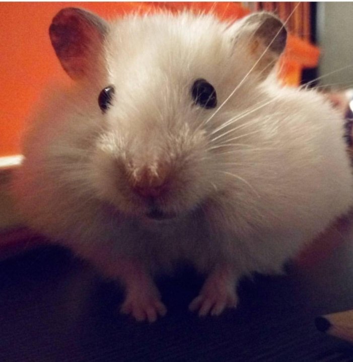 Авито грызуны. Хомячок домашний. Грызуны вредители в доме. Бельчата дегу. Белка дегу.