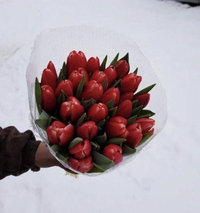Тюльпаны от производителя московская область