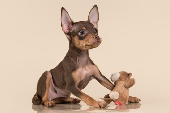 К той в спб. Петербург название города. Набережная невы со сфинксами у академии художеств. Набережная лейтенанта шмидта панорама. К той в спб.