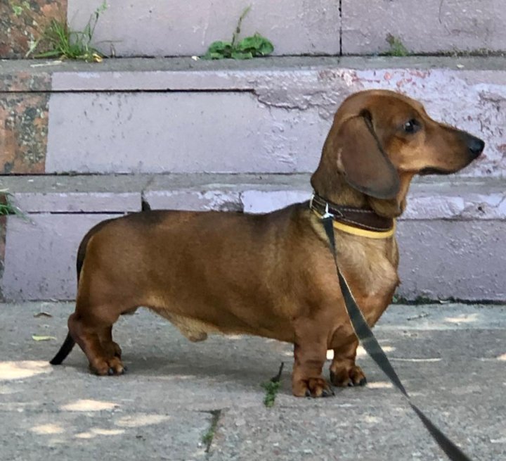 Такса рыжая гладкошерстная щенок. Вязка таксы. Вязка такс. Кострома собака такса. Такса рыжая с пятнами.