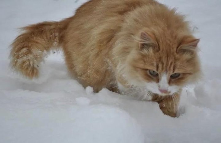 Сибирский рыжий кот