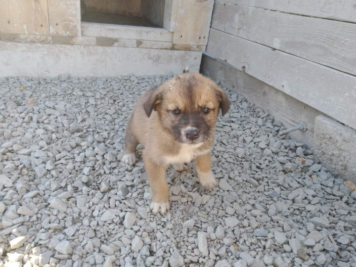 авито симферополь собаки