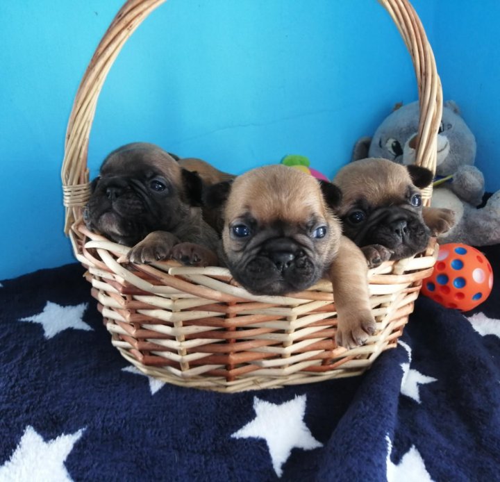 авито новочеркасск собаки