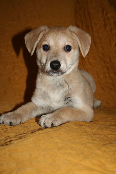 авито волгоград животные в добрые. в добрые руки собачку волжский. щенки волгоград. волгоградская собака. авито волгоград животные в добрые.