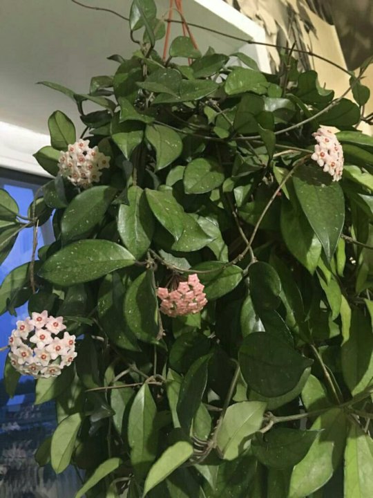 Восковой Плющ Фото Можно Ли Держать Дома