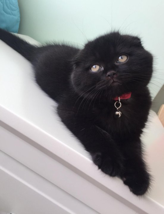 Черный шотландский кот