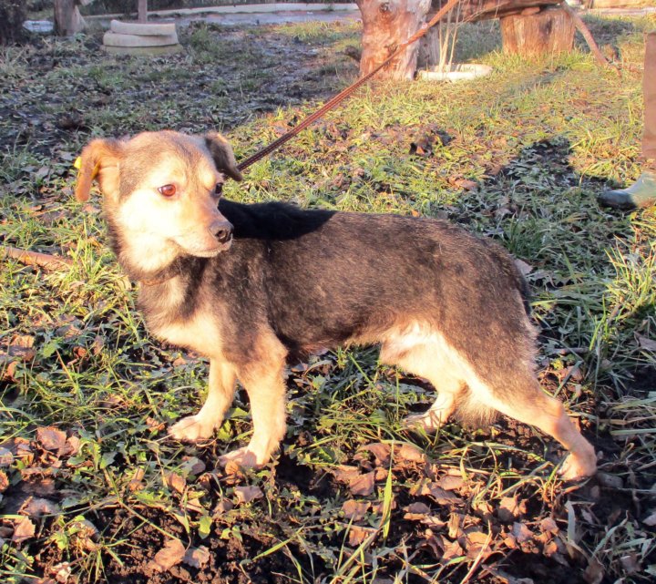 отдам в добрые руки щенка крупной породы. собака гаврик. щенята в хорошие руки саранск. авито валуйки. щенки бесплатно в добрые руки белгород.