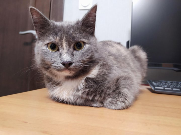 Кошки авито
