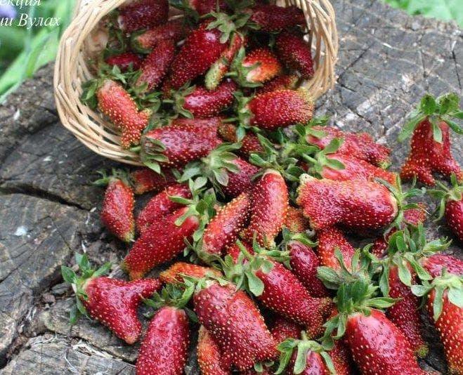Купчиха описание сорта фото