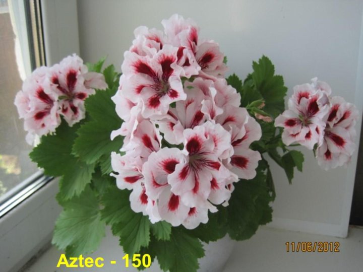 Пеларгония appleblossom rosebud. Сорт пеларгонии chelsea gem. Авито пермь пеларгонии. Australian pink rosebud пеларгония. Пеларгония chelsea gem.