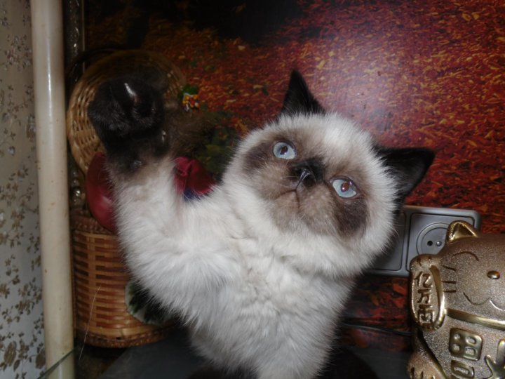 Авито новокузнецк котята. Продажа кошек в Новокузнецке с фото. Котята в Новокузнецке купить.